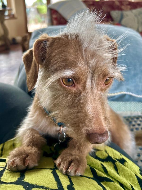 /images/uploads/the santa fe new mexican/santafepetcontest-2025/entries/31645thumb.jpg